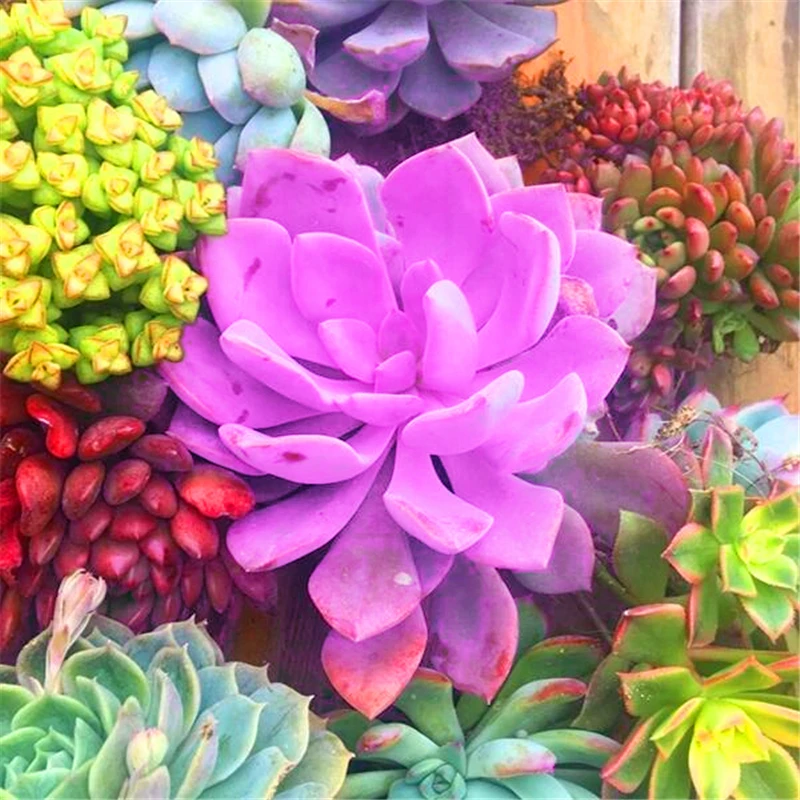 50Pcs Rare Lotus Cactus Succulent Seeds Garden Nature Plants Home Vegetable Fruits Alocasia Flower Wood Bathroom Cabinet
50Pcs Rare Lotus Cactus Succulent Seeds Garden Nature Plants Home Vegetable Fruits Alocasia Flower Wood Bathroom Cabinet