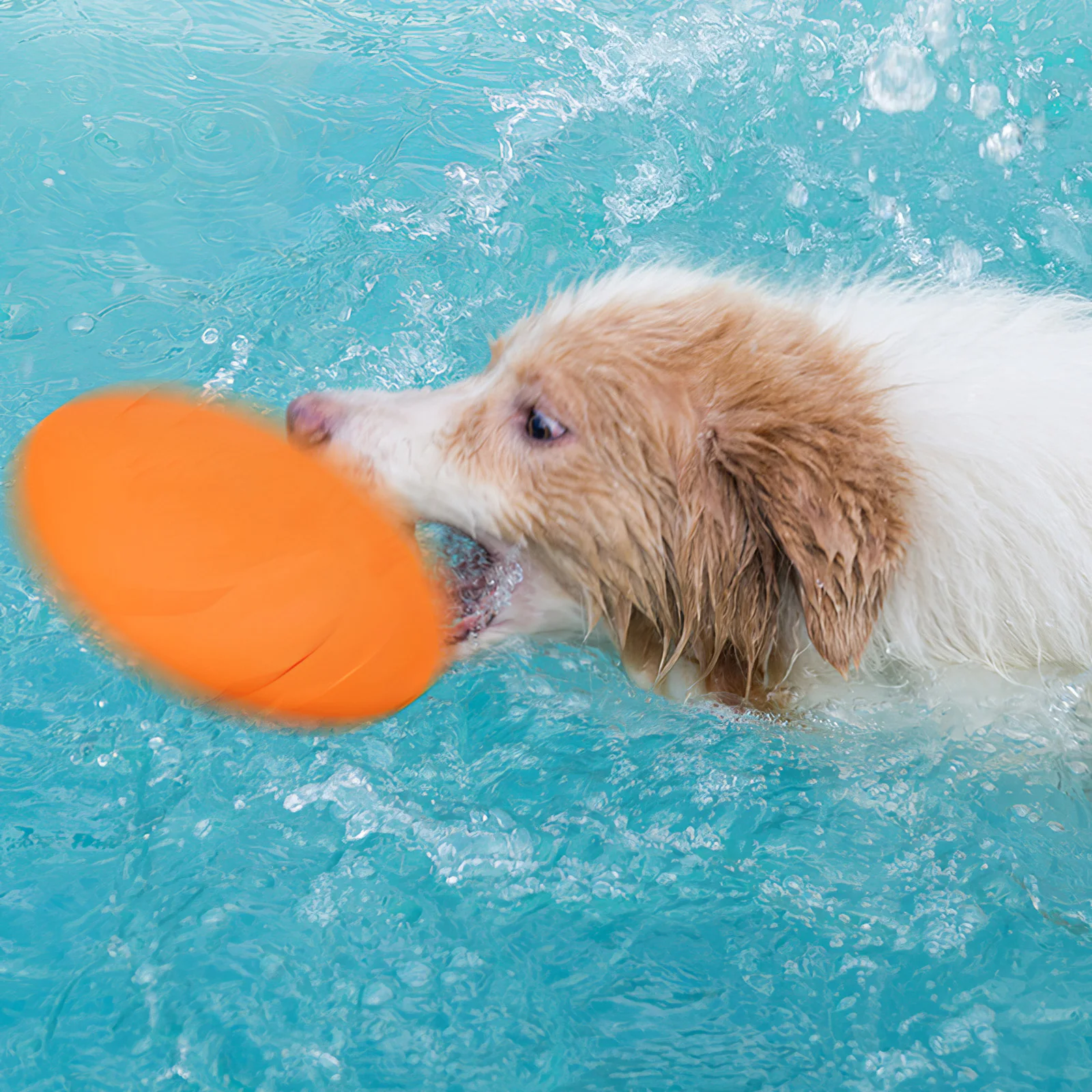 Dog Flying Disc Dog Chew Toys Resistance Bite Soft Rubber Puppy Pet Toy For Dogs Pet Training Products For Pets Playing
Dog Flying Disc Dog Chew Toys Resistance Bite Soft Rubber Puppy Pet Toy For Dogs Pet Training Products For Pets Playing