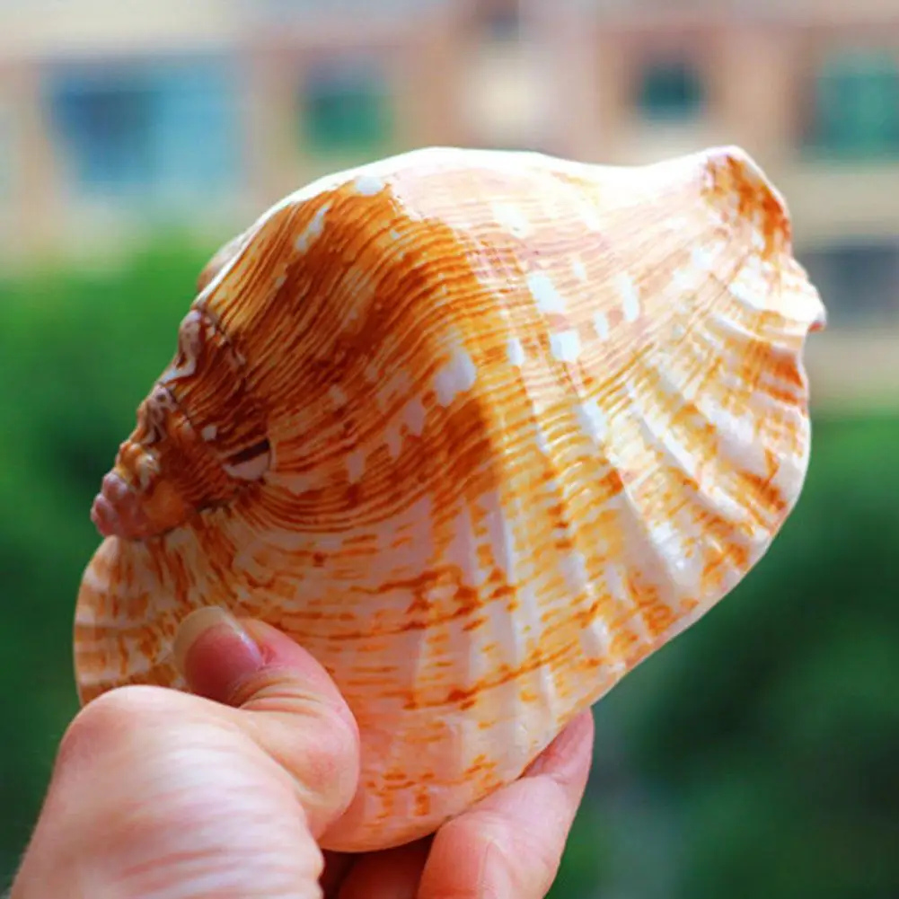 New Buddha's Ear Sea Snail Natural Super Large Conch Shell Ear Snail Craft Home Decoration Succulent Flower Pot Ornaments Crafts
New Buddha's Ear Sea Snail Natural Super Large Conch Shell Ear Snail Craft Home Decoration Succulent Flower Pot Ornaments Crafts