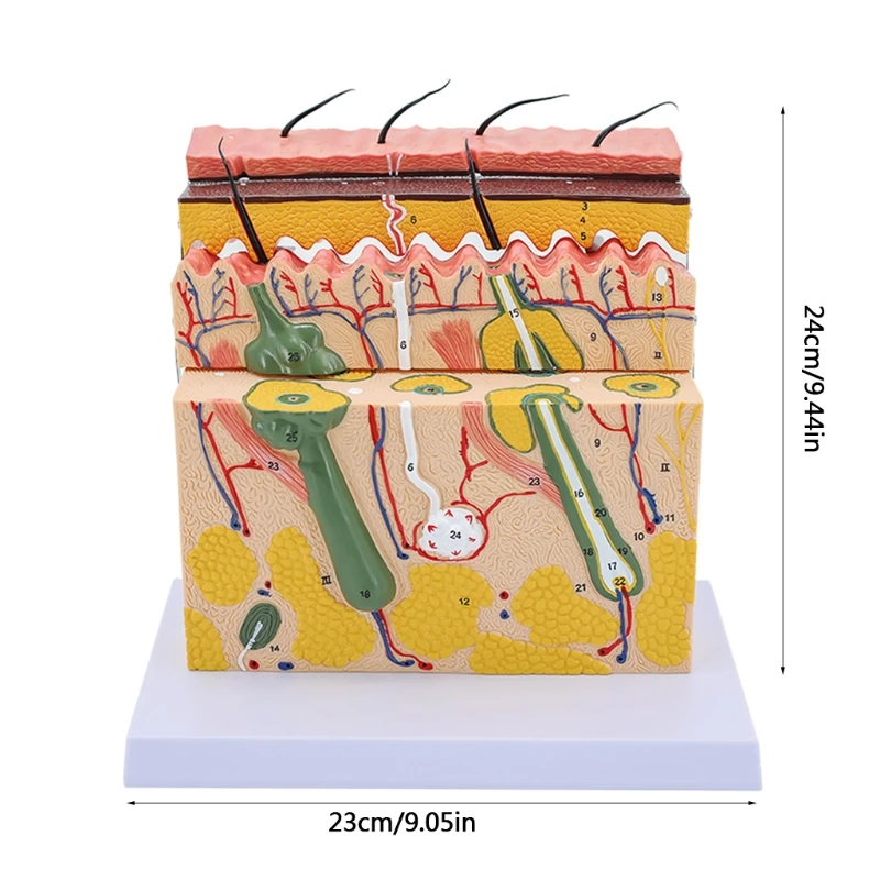 Anatomical Skin Magnified Tissue Structure Model 70X Enlarged for Biology Minimally Invasive Cosmetic Surgery Teaching B2EA
Anatomical Skin Magnified Tissue Structure Model 70X Enlarged for Biology Minimally Invasive Cosmetic Surgery Teaching B2EA