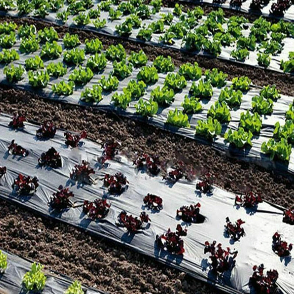 Fruit Tree Perforated Film Keep Warm Keep Wet Greenhouse Membrane Plants Vegetable
Fruit Tree Perforated Film Keep Warm Keep Wet Greenhouse Membrane Plants Vegetable