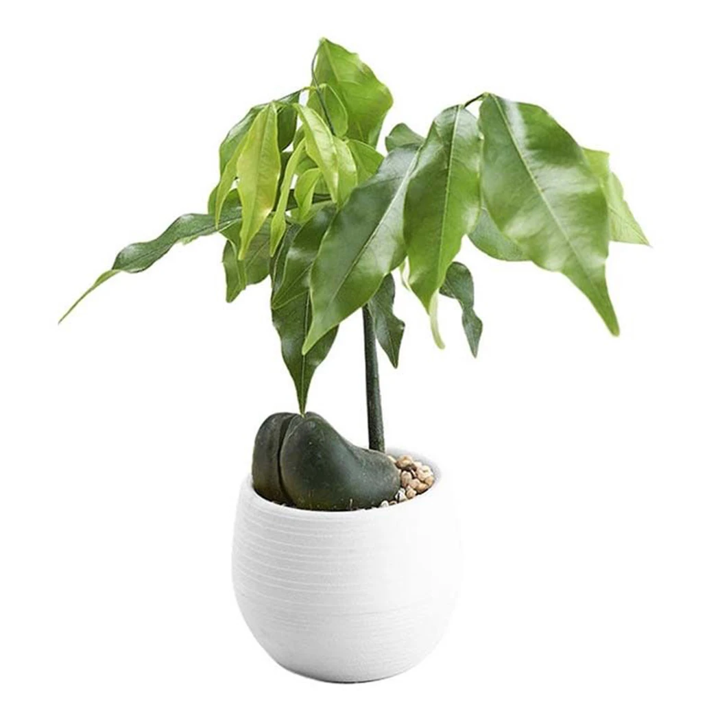 Succulent Pot Flower Pots Small Plant Planter Office Home decoration Mixed colors 10pcs/set
Succulent Pot Flower Pots Small Plant Planter Office Home decoration Mixed colors 10pcs/set