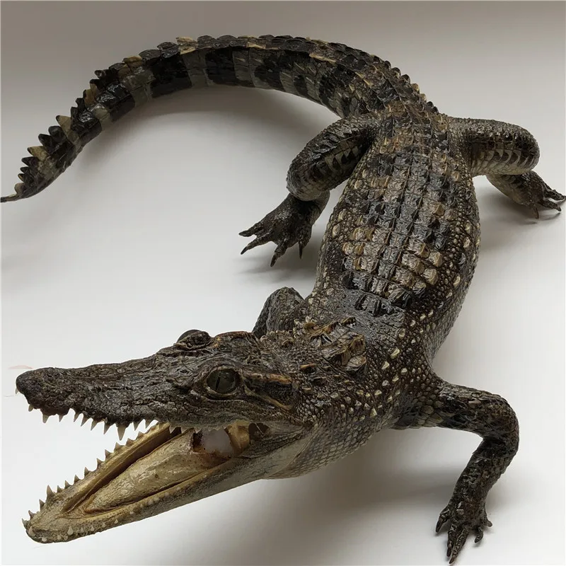 1 шт. Taxidermy, коллекционные животные, Маленькие искусственные статуэтки и аксессуары, подарок 30-110 см
1 шт. Taxidermy, коллекционные животные, Маленькие искусственные статуэтки и аксессуары, подарок 30-110 см
