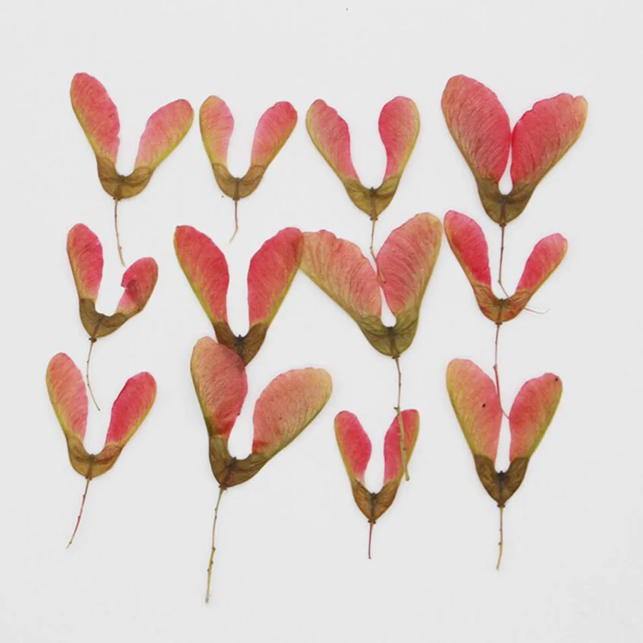 12pcs Pressed Dried Acer Saccarinum. Fruits Flower Plant Herbarium Jewelry Postcard Invitation Card Phone Case Bookmark DIY
12pcs Pressed Dried Acer Saccarinum. Fruits Flower Plant Herbarium Jewelry Postcard Invitation Card Phone Case Bookmark DIY