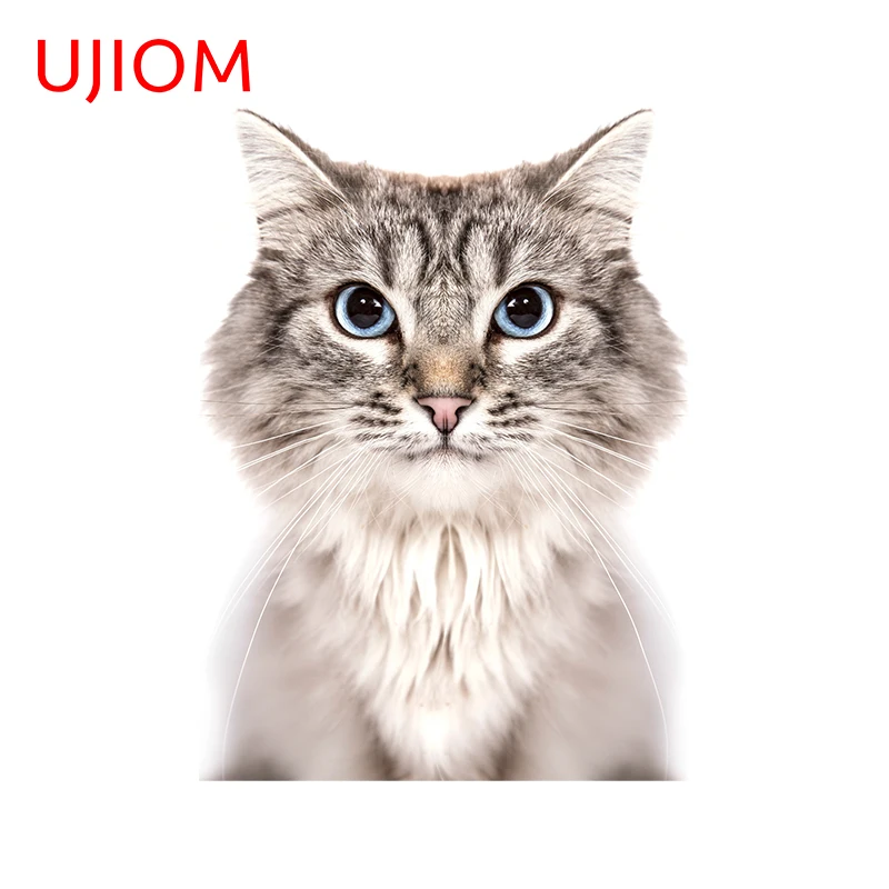 UJIOM Siberian Cat Wall Stickers Window Glass Decals Bedroom Bathroom Waterproof and Scratch Resistant Living Room Accessories 
UJIOM Siberian Cat Wall Stickers Window Glass Decals Bedroom Bathroom Waterproof and Scratch Resistant Living Room Accessories