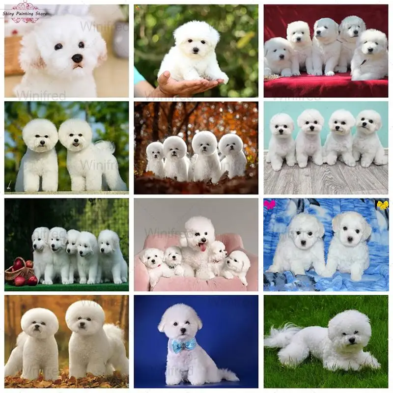 5D DIY Diamond Painting Bichon Picture Of Rhinestone Little White Dogs Animal Diamond Embroidery Cross Stitch Handicraft Decor
5D DIY Diamond Painting Bichon Picture Of Rhinestone Little White Dogs Animal Diamond Embroidery Cross Stitch Handicraft Decor
