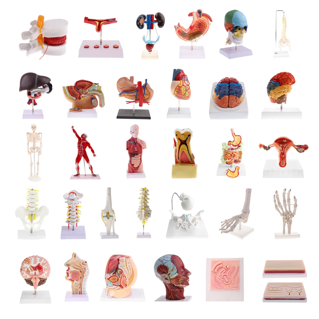 Median Sagittal Section 1:1 Human Female Pelvic & Abdominal Cavity Structure Model Pelvic Muscles Medical Study Lab Supplies
Median Sagittal Section 1:1 Human Female Pelvic & Abdominal Cavity Structure Model Pelvic Muscles Medical Study Lab Supplies
