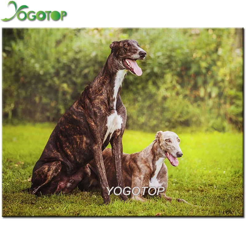 Full Square round drill Diamond Mosaic 5D DIY Diamond Painting greyhound dog 3D Embroidery animal pet Cross Stitch Decor YY2174 
Full Square round drill Diamond Mosaic 5D DIY Diamond Painting greyhound dog 3D Embroidery animal pet Cross Stitch Decor YY2174