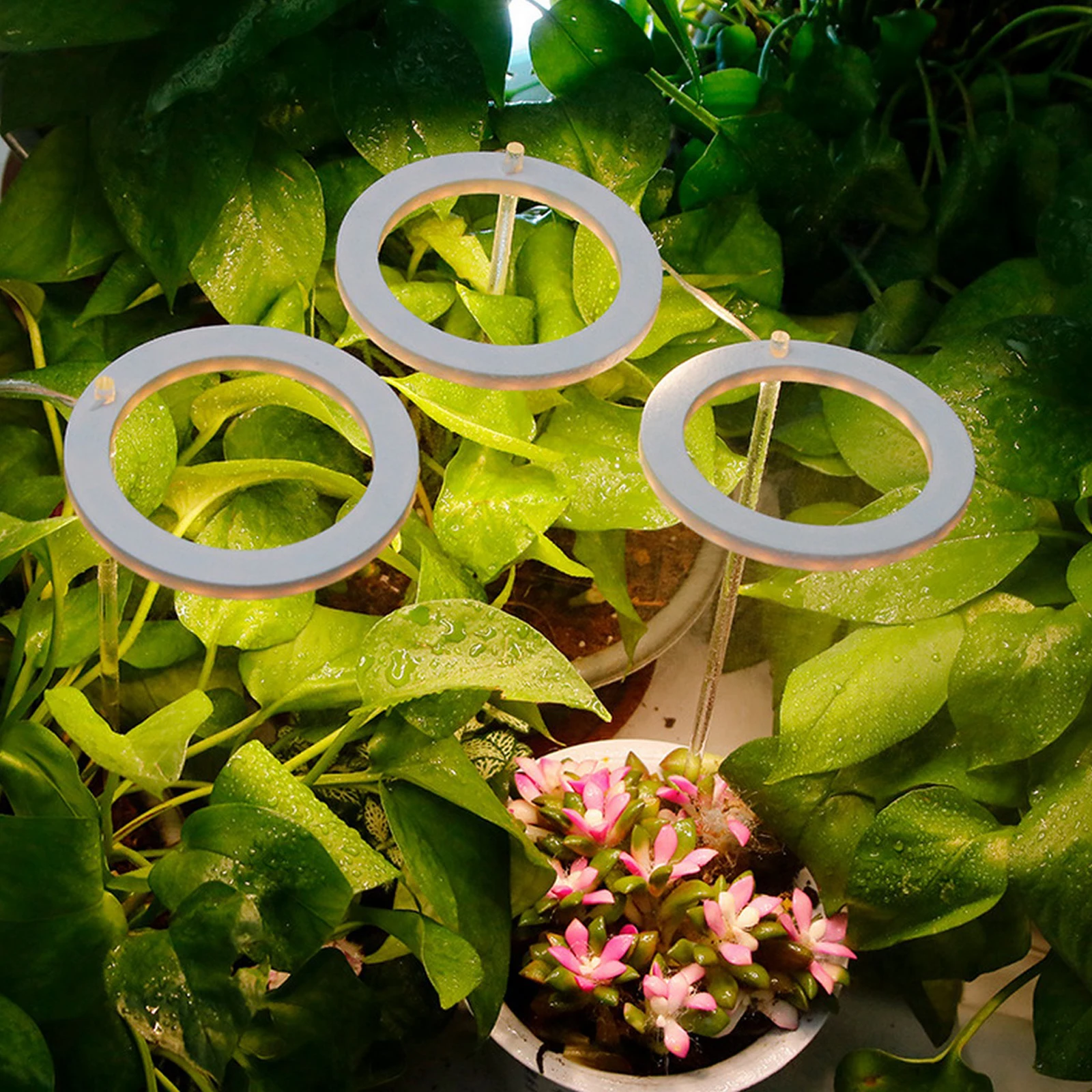 LED Angel Ring Grow Light USB Phytolamp For Plants Led Full Spectrum Lamp For Indoor Plant Seedlings
LED Angel Ring Grow Light USB Phytolamp For Plants Led Full Spectrum Lamp For Indoor Plant Seedlings