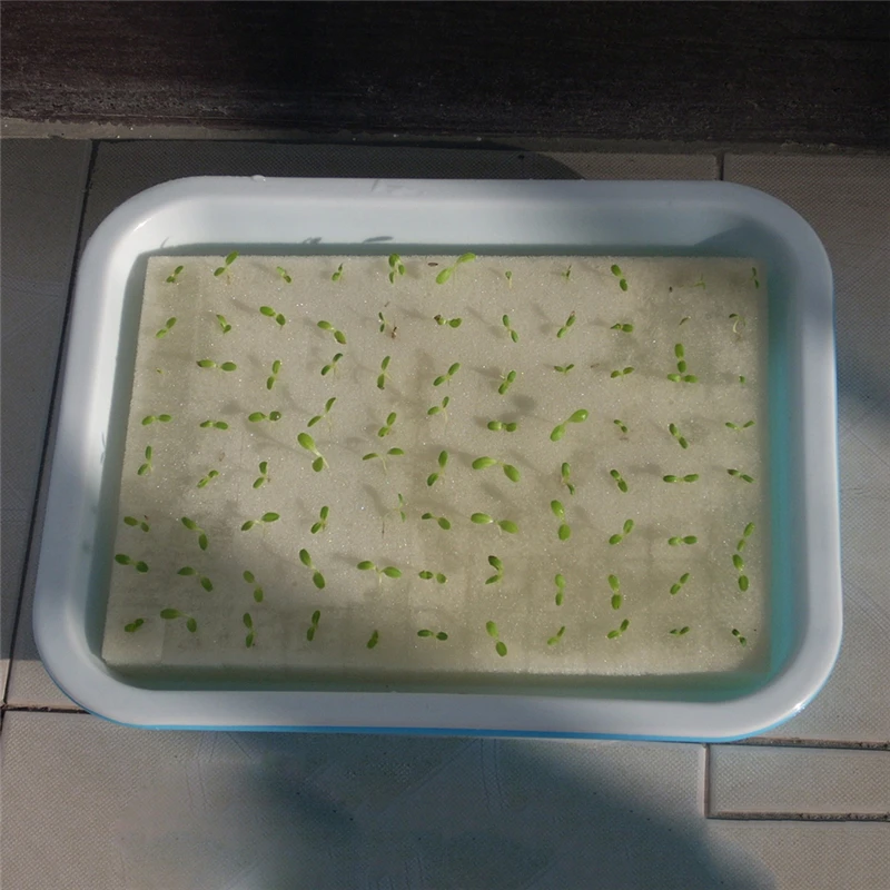 Seedling Sponge Soilless Hydroponic Vegetables Nursery Pots Seedlings Cloning Collar Garden Cultivation Plant Gardening
Seedling Sponge Soilless Hydroponic Vegetables Nursery Pots Seedlings Cloning Collar Garden Cultivation Plant Gardening
