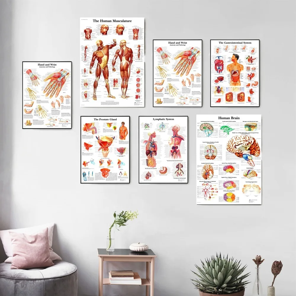 Human Body Anatomy System Posters And Prints Canvas Art Painting Wall Pictures For Living Room Decoration Home Decor No Framed
Human Body Anatomy System Posters And Prints Canvas Art Painting Wall Pictures For Living Room Decoration Home Decor No Framed