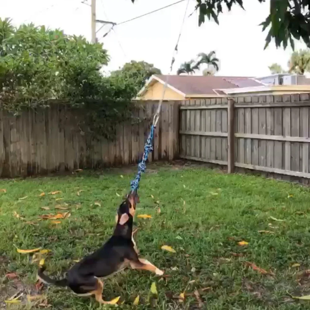 Pet Durable Stainless Steel Spring Pole Dog Rope Toys Hanging Exercise Rope with 5M Black Ropes
Pet Durable Stainless Steel Spring Pole Dog Rope Toys Hanging Exercise Rope with 5M Black Ropes