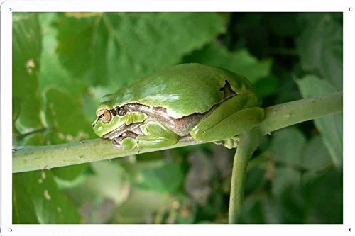 World Animal Poster - Frog Tin Sign
World Animal Poster - Frog Tin Sign