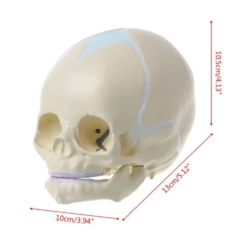1: 1 Human Fetal Baby Infant Medical Skull Anatomical Skeleton Model Teaching Supplies for Medical Science
1: 1 Human Fetal Baby Infant Medical Skull Anatomical Skeleton Model Teaching Supplies for Medical Science