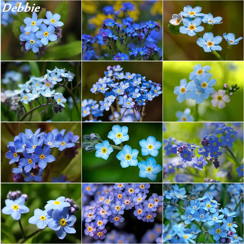 Full Square/Round Drill Diamond Embroidery Myosotis Sylvatica Diamond Painting Flower Cross Stitch Full Display Scenery Decor
Full Square/Round Drill Diamond Embroidery Myosotis Sylvatica Diamond Painting Flower Cross Stitch Full Display Scenery Decor