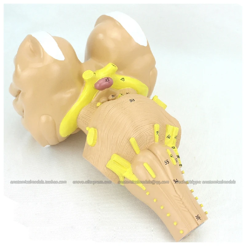 12405 / Brain Stem Magnification Model, Medical Science Educational Anatomical Models
12405 / Brain Stem Magnification Model, Medical Science Educational Anatomical Models