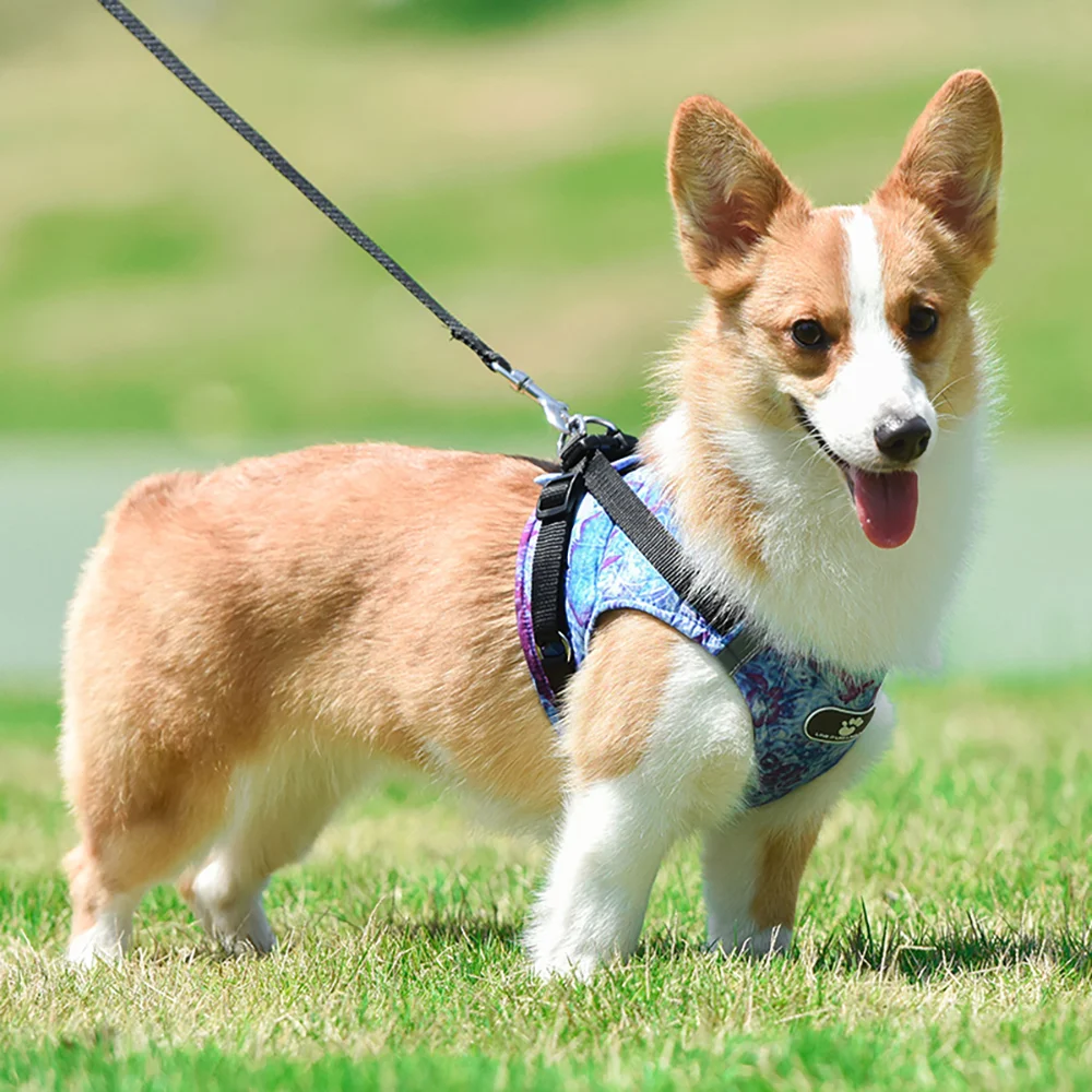 Dog Harness Glowing Collar Leashing Rope Load-bearing Vest-style Chest Harness for Medium-sized Pet Supplies Free Shipping Items
Dog Harness Glowing Collar Leashing Rope Load-bearing Vest-style Chest Harness for Medium-sized Pet Supplies Free Shipping Items