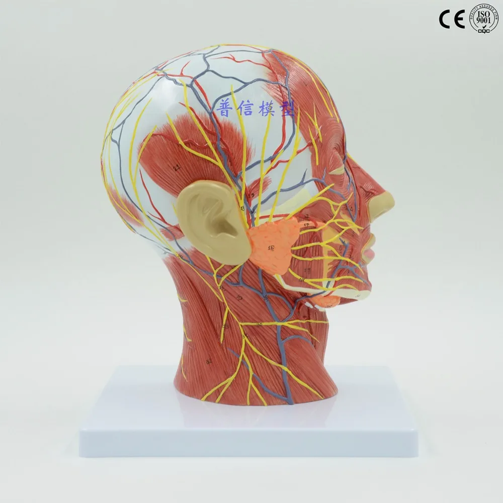 Human,skull with muscle and nerve blood vessel, head section brain, human anatomy model. School medical teaching
Human,skull with muscle and nerve blood vessel, head section brain, human anatomy model. School medical teaching