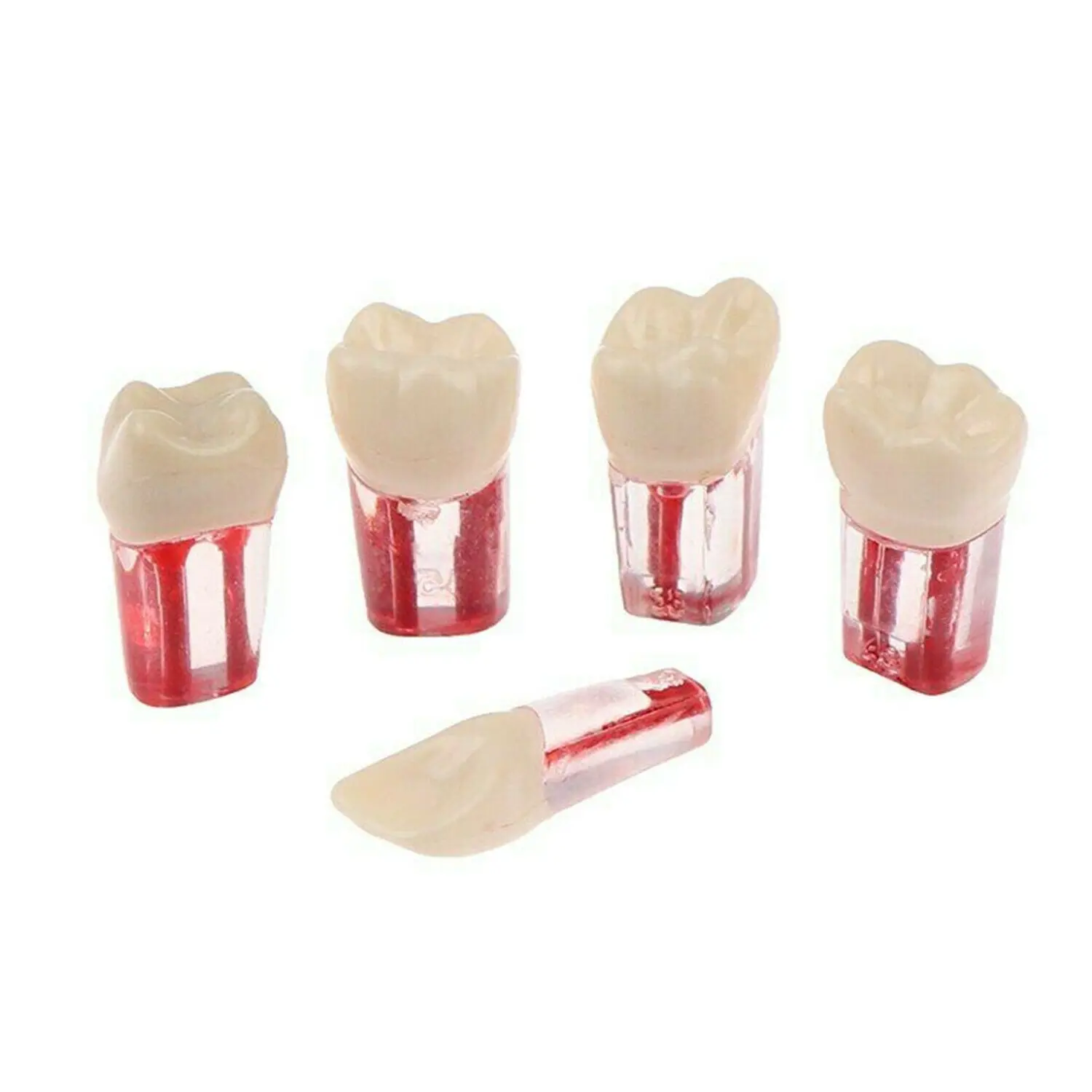10pcs Dental Endo Root Canal Files Teeth Study Blocks Practice Teeth Model 5Size
10pcs Dental Endo Root Canal Files Teeth Study Blocks Practice Teeth Model 5Size
