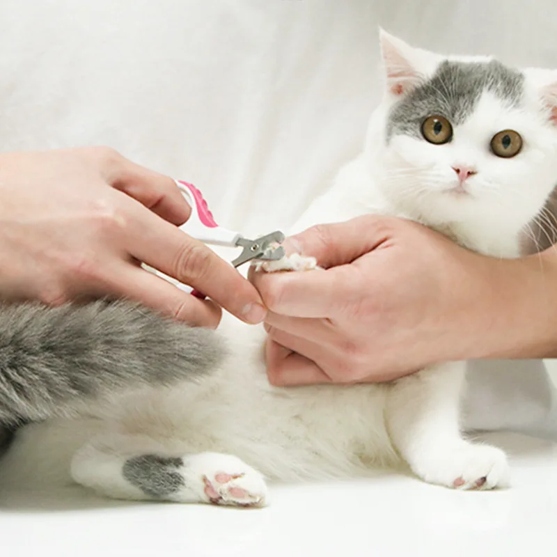 Dog Products Stainless Steel Pet Nail Clippers Straight Elbow Cat Cutter Supplies for Professionals Blades Scissors Grooming
Dog Products Stainless Steel Pet Nail Clippers Straight Elbow Cat Cutter Supplies for Professionals Blades Scissors Grooming