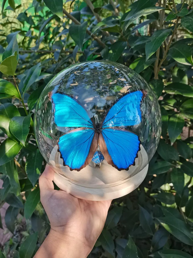 Big blue butterfly glass cover goddess of joy butterfly insect real butterfly specimen European style retro ornaments
Big blue butterfly glass cover goddess of joy butterfly insect real butterfly specimen European style retro ornaments