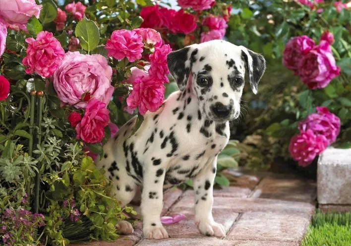 Full square/round 5d diamond painting animal dog embroidery crystal painting diamond mosaic cross stitch wall sticker decoration
Full square/round 5d diamond painting animal dog embroidery crystal painting diamond mosaic cross stitch wall sticker decoration