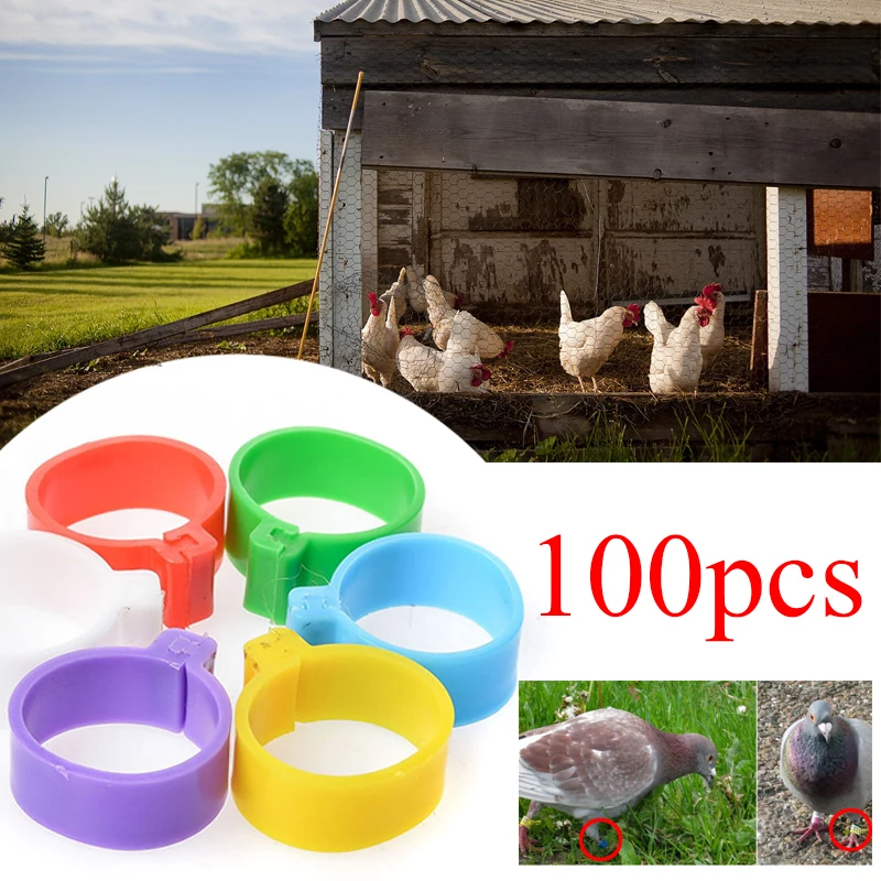 100Pcs/Bag Poultry Leg Bands Chicken Ring Hen Pigeon Leg Band Dove Birds Quail Goose Chicks Duck Parrot Clip Rings Clip NO.1-100
100Pcs/Bag Poultry Leg Bands Chicken Ring Hen Pigeon Leg Band Dove Birds Quail Goose Chicks Duck Parrot Clip Rings Clip NO.1-100
