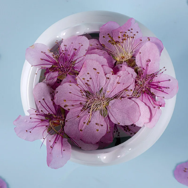 3-5cm/12pcs,natural Peach blossom tiny flowers,real flower petals DIY bookmark mobile phone case plant specimen leaf sticker
3-5cm/12pcs,natural Peach blossom tiny flowers,real flower petals DIY bookmark mobile phone case plant specimen leaf sticker