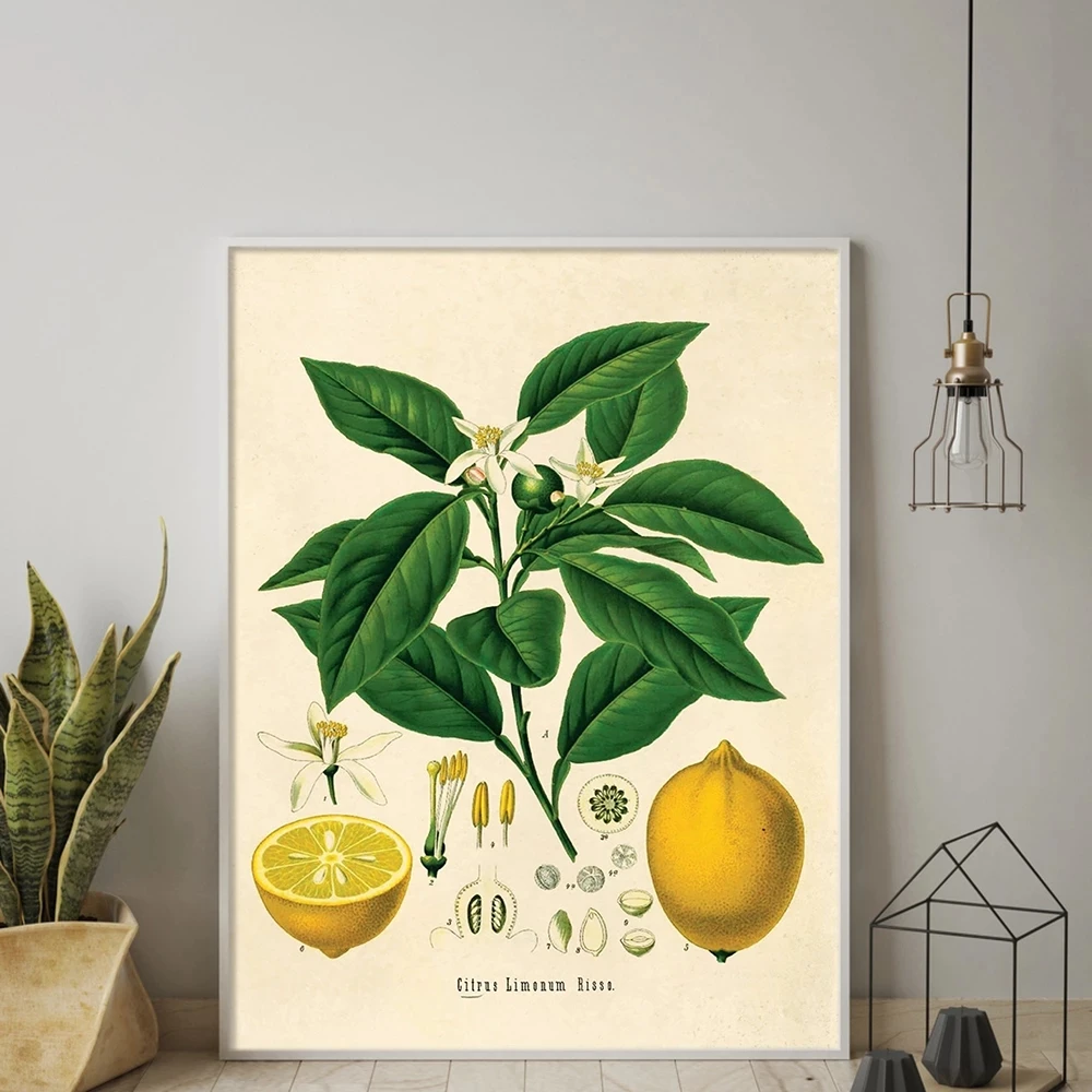 Botanical Educational Lemon Print Vintage Botanical Fruit Art Illustration Positive Picture for Living Room Modern Home Decor
Botanical Educational Lemon Print Vintage Botanical Fruit Art Illustration Positive Picture for Living Room Modern Home Decor