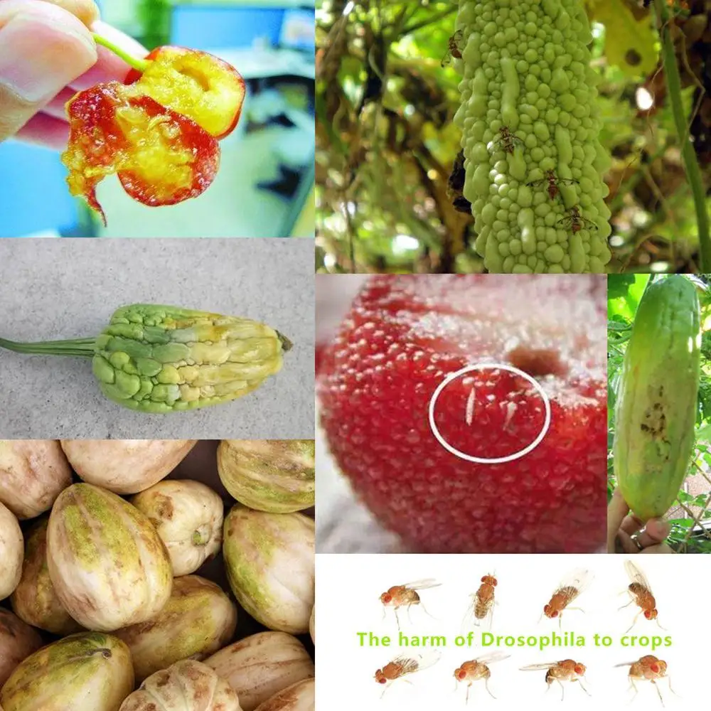 Fly Fruit Trap Fruit Fly Catcher with One Natural Non-Toxic Fruit Fly Lure for Garden Farm Home and Fruit Shop
Fly Fruit Trap Fruit Fly Catcher with One Natural Non-Toxic Fruit Fly Lure for Garden Farm Home and Fruit Shop