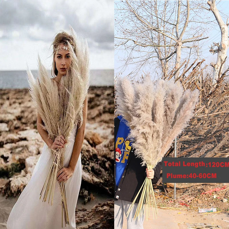 80CM Wedding Use Dried Pampas Flowers Bunch Natural Plants Christmas Room Decor Dried Flower Bouquet For Home Decoration
80CM Wedding Use Dried Pampas Flowers Bunch Natural Plants Christmas Room Decor Dried Flower Bouquet For Home Decoration
