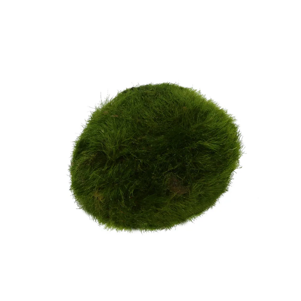 3-4cm Marimo Moss Balls Live Aquarium Plant Algae Fish Shrimp Tank Ornament Marimo Happy Environmental Green Seaweed Ball
3-4cm Marimo Moss Balls Live Aquarium Plant Algae Fish Shrimp Tank Ornament Marimo Happy Environmental Green Seaweed Ball