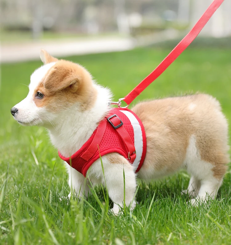 Поводок и ошейник BI40GL для маленьких собак, сцепка для собак, аксессуар для домашних животных 
Поводок и ошейник BI40GL для маленьких собак, сцепка для собак, аксессуар для домашних животных