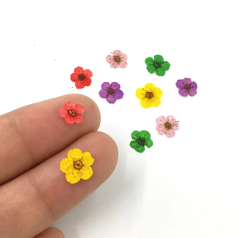 50Pcs Nail Art 3D Dried Flowers Sticker Five Petal Flower Colorful Natural Real Dry Flower Nail Decal For Nail Art Supplies
50Pcs Nail Art 3D Dried Flowers Sticker Five Petal Flower Colorful Natural Real Dry Flower Nail Decal For Nail Art Supplies