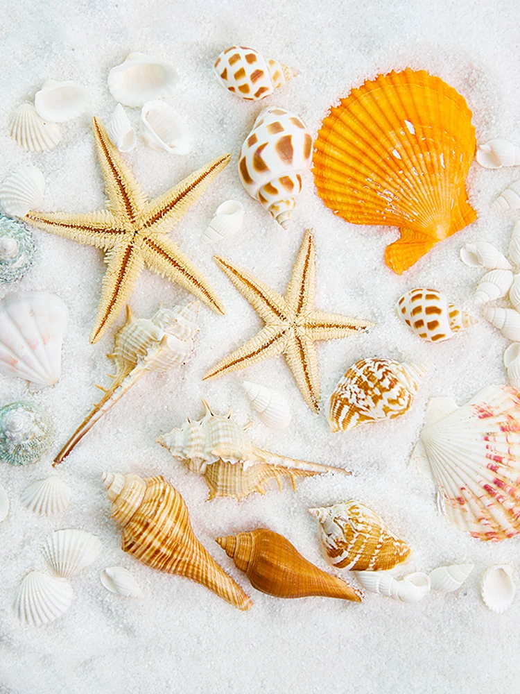 Exquisite Natural Conch Shell Photo Studio Shooting Props Photography Accessories Backdrop Fotografia Background Decoration
Exquisite Natural Conch Shell Photo Studio Shooting Props Photography Accessories Backdrop Fotografia Background Decoration