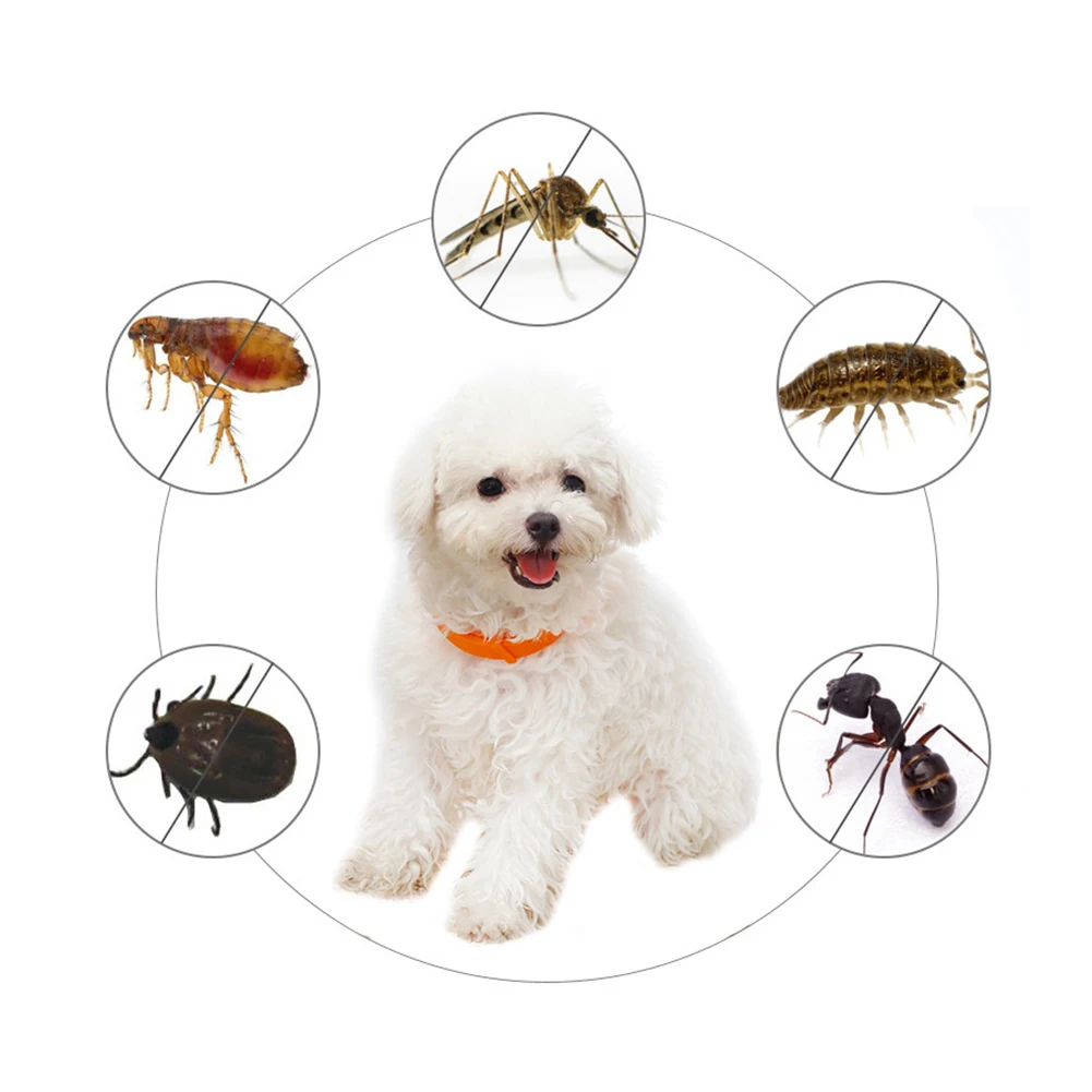 Removes Flea And Tick Collar for Dogs Cats Up To 8 Month Flea Tick Collar Anti-mosquito & Insect Repellent Breakaway Cat Collar
Removes Flea And Tick Collar for Dogs Cats Up To 8 Month Flea Tick Collar Anti-mosquito & Insect Repellent Breakaway Cat Collar