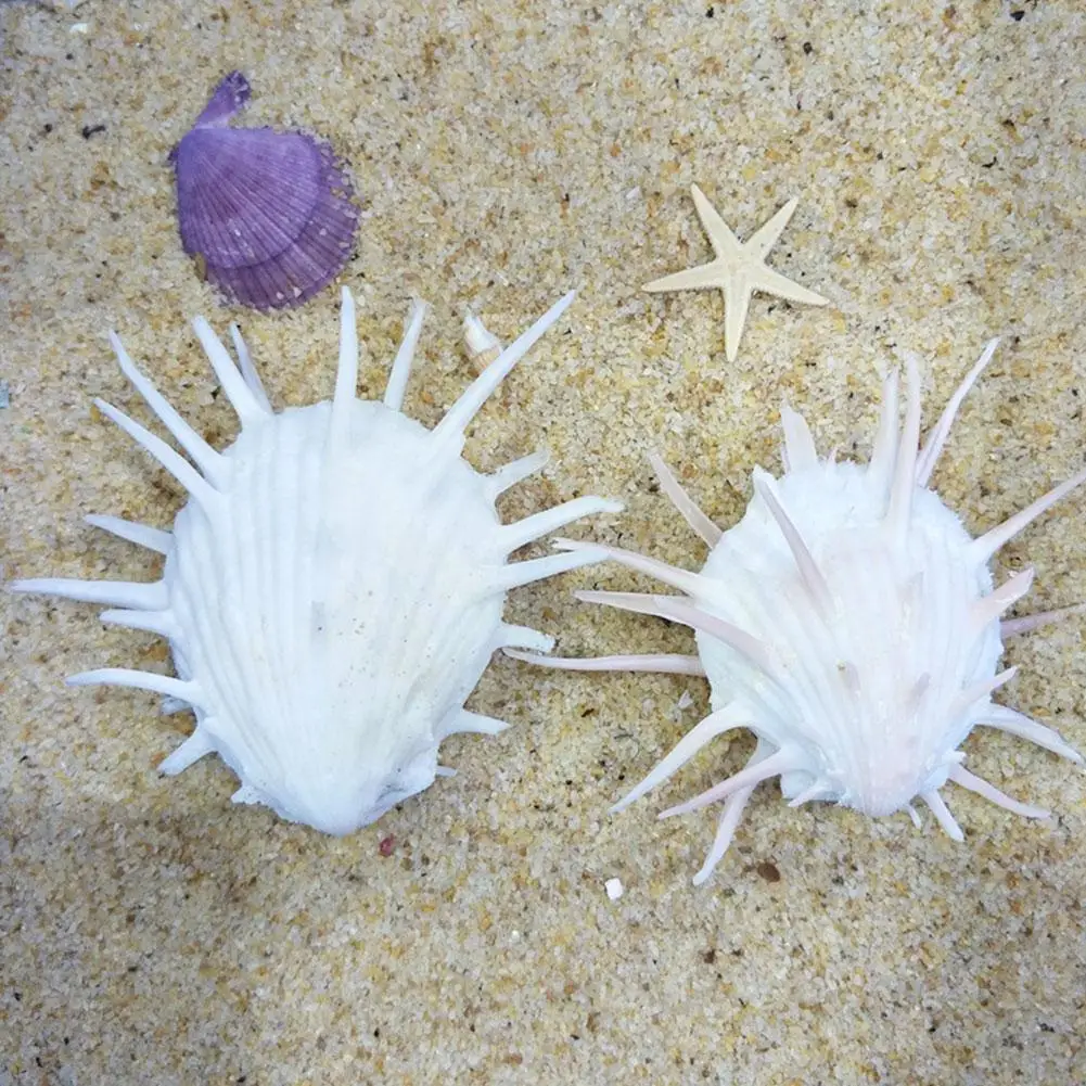 7-11cm Natural Sea Chrysanthemum Clam, Thorny Thousand Hand Snail, , Collectible Specimen Conch Chrysanthemum Marine W J1w7
7-11cm Natural Sea Chrysanthemum Clam, Thorny Thousand Hand Snail, , Collectible Specimen Conch Chrysanthemum Marine W J1w7