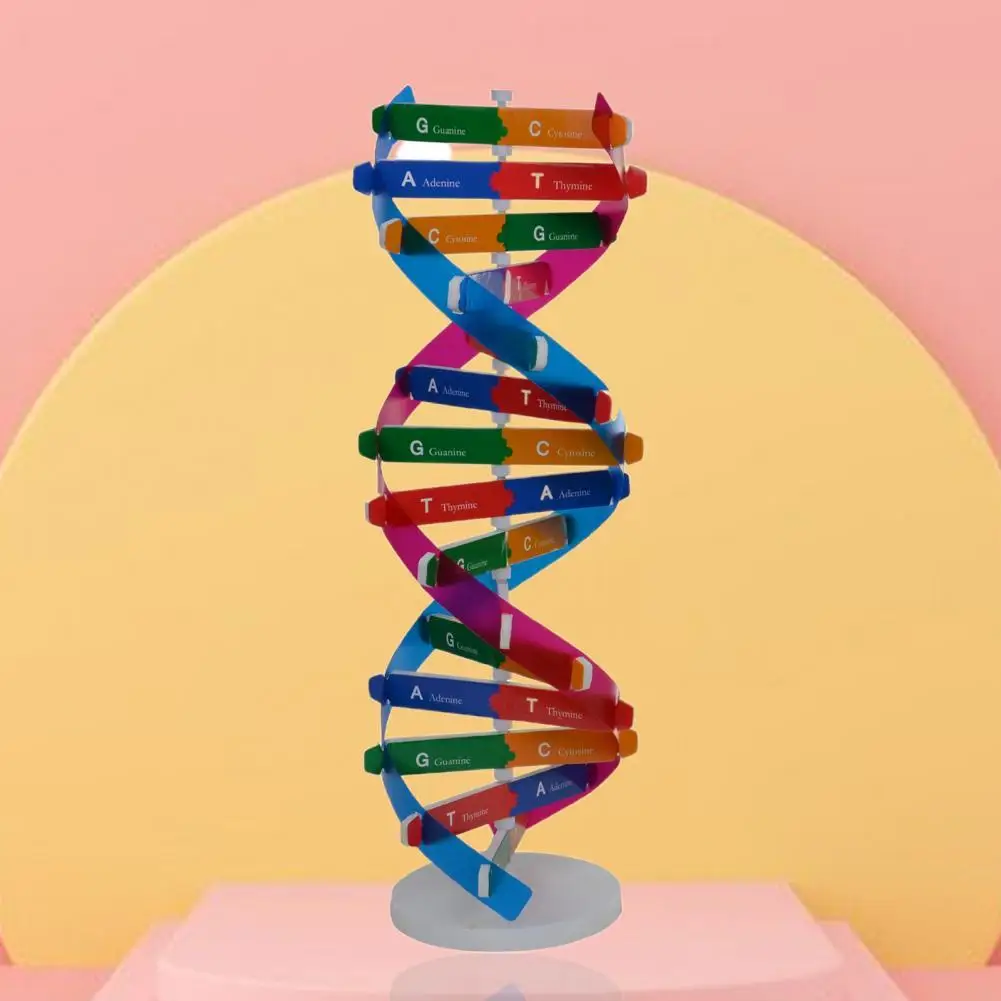 Puzzle DNA Kits Interesting ABS Professional Double Helix Structure DNA Models for Kids DNA Models DIY Human Genes
Puzzle DNA Kits Interesting ABS Professional Double Helix Structure DNA Models for Kids DNA Models DIY Human Genes