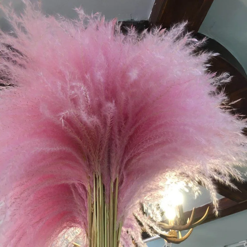 10Pcs Pink Color Natural Dried Flowers Reeds Pampas Grass Wedding Centerpieces Road Lead Decoration Coffee Shop Decoration Reed
10Pcs Pink Color Natural Dried Flowers Reeds Pampas Grass Wedding Centerpieces Road Lead Decoration Coffee Shop Decoration Reed