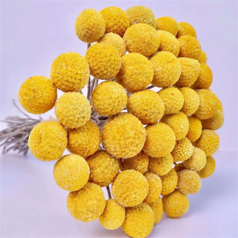 10PCs Dried Flower Pampas Grass Golden Ball Wedding Flower Bunch Natural Plants Home Decor Mariage Decoration DIY bridal Bouquet
10PCs Dried Flower Pampas Grass Golden Ball Wedding Flower Bunch Natural Plants Home Decor Mariage Decoration DIY bridal Bouquet