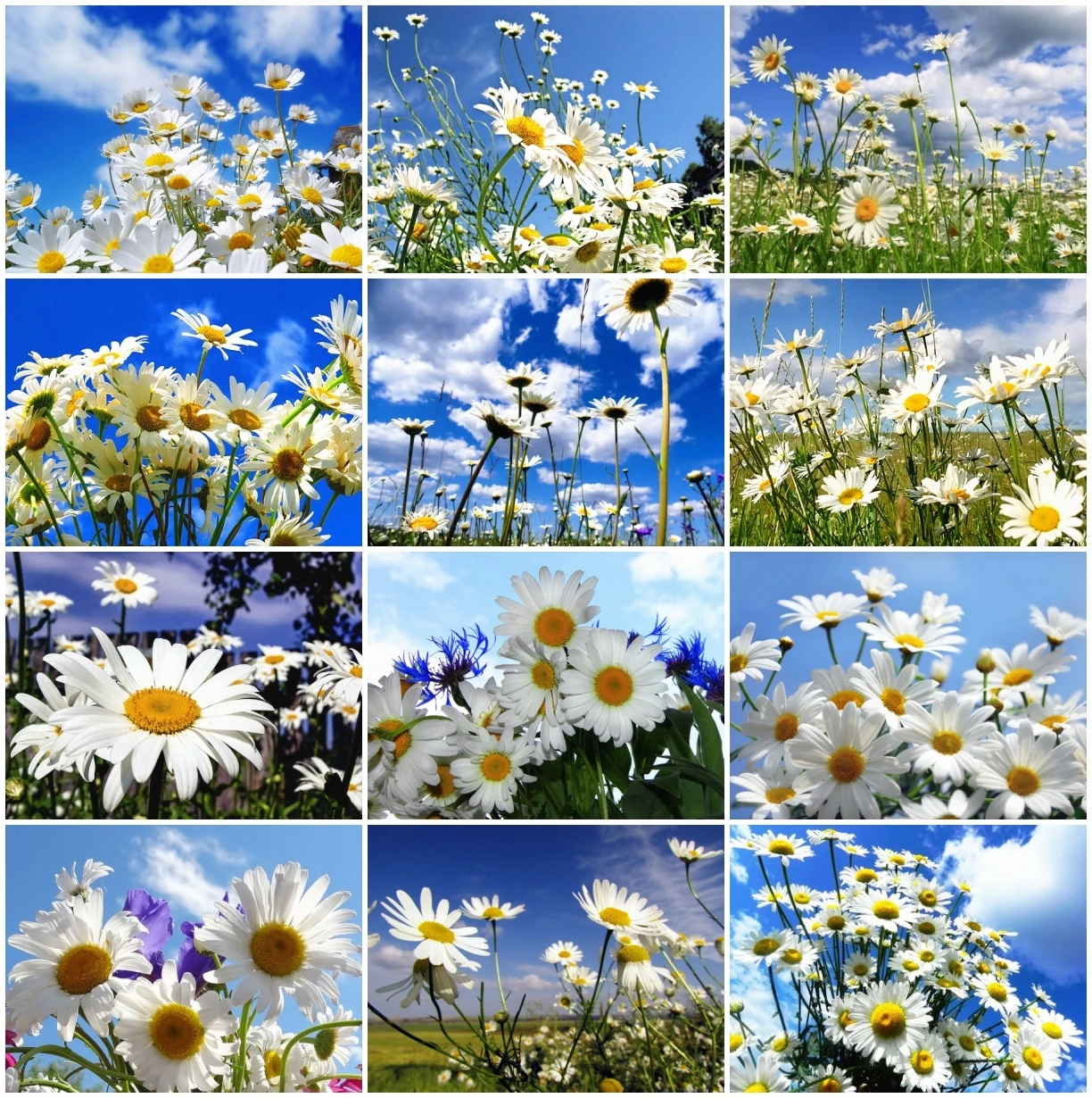 AZQSD Full Square Diamond Painting Daisy Cross Stitch Picture Of Rhinestones Diamond Embroidery Flower Mosaic Decor For Home
AZQSD Full Square Diamond Painting Daisy Cross Stitch Picture Of Rhinestones Diamond Embroidery Flower Mosaic Decor For Home