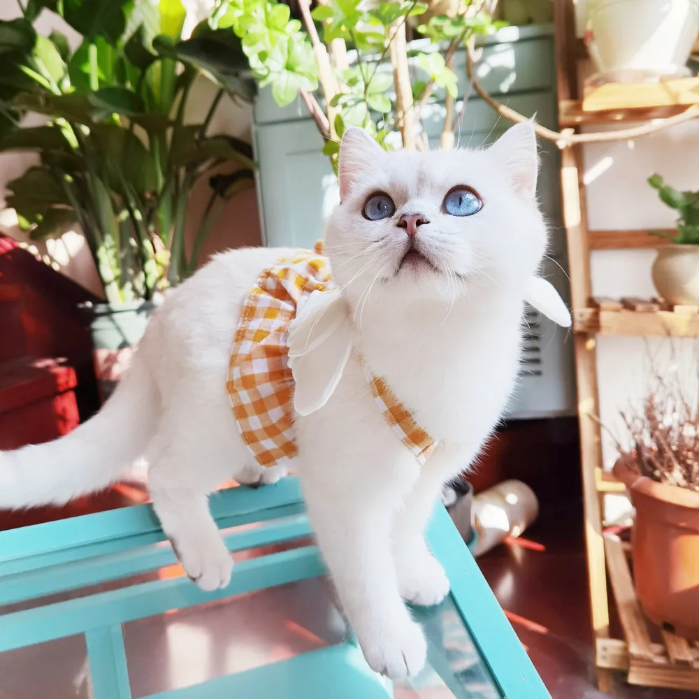 Cat clothes thin section anti-hair loss kitten cat kitten puppet blue cat sleeveless pet spring and summer skirt female cute
Cat clothes thin section anti-hair loss kitten cat kitten puppet blue cat sleeveless pet spring and summer skirt female cute