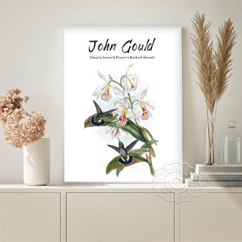 John Gould Exhibition Museum Poster Fraser's Barbed Throat Flower Wall Art Prints Canvas Painting Living Home Decor Stickers
John Gould Exhibition Museum Poster Fraser's Barbed Throat Flower Wall Art Prints Canvas Painting Living Home Decor Stickers