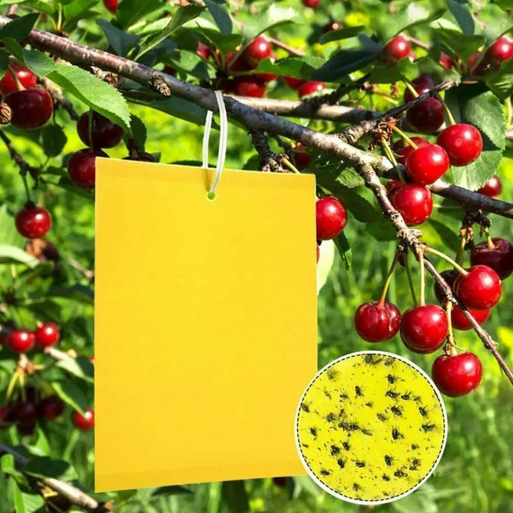 PP 10Pcs Useful Houseplants Farming White Flies Catcher Traps DIY Fly Gnat Paper Strip Effective for Plant
PP 10Pcs Useful Houseplants Farming White Flies Catcher Traps DIY Fly Gnat Paper Strip Effective for Plant