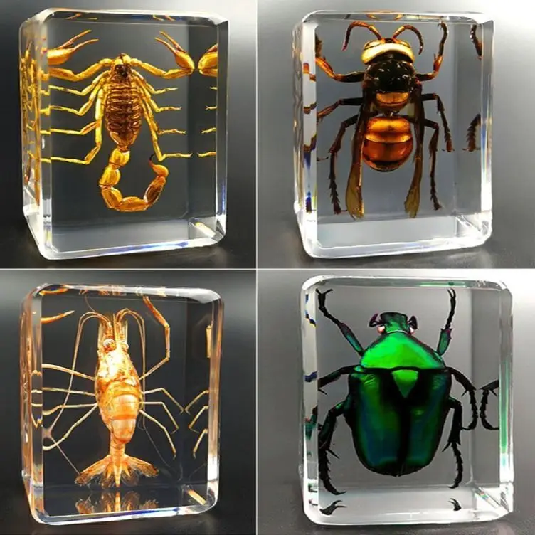 24 Kinds Of Insect Specimens Natural Insect Specimens Resin Creative Ornaments Children's Teaching Collection Observation Gift
24 Kinds Of Insect Specimens Natural Insect Specimens Resin Creative Ornaments Children's Teaching Collection Observation Gift