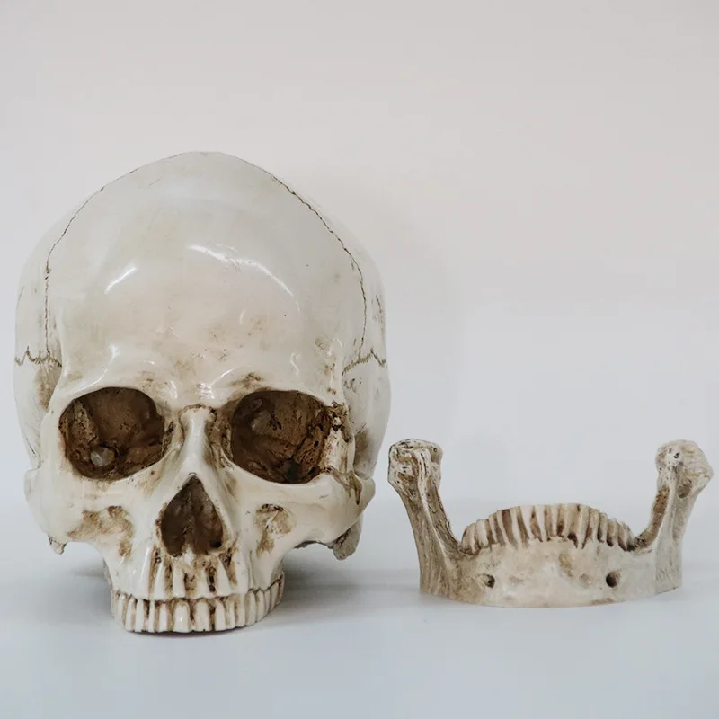 Sculpture resin halloween home decoration decoration craft skull size 1:1 model life copy medical high quality statue
Sculpture resin halloween home decoration decoration craft skull size 1:1 model life copy medical high quality statue