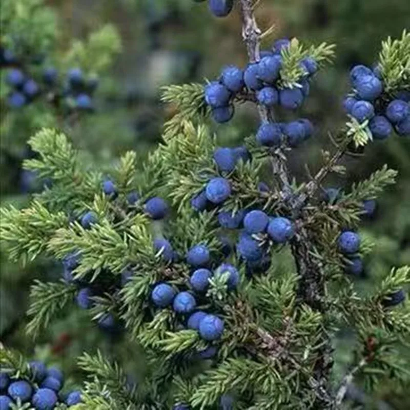 Du Song Zi Spanish Juniper Berries, Quality Product