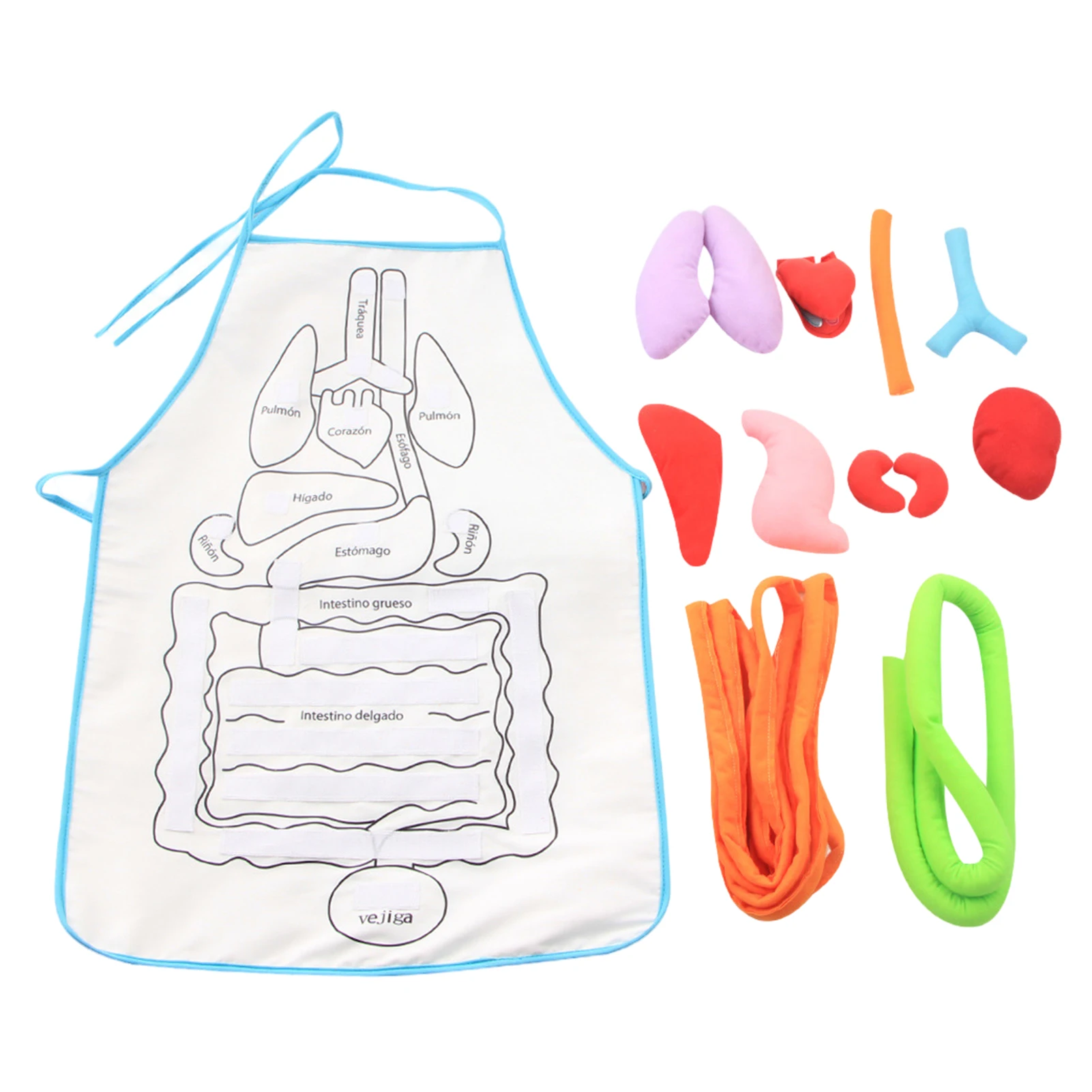 Анатомический фартук для человеческого тела, образовательные анатомические игрушки, дошкольные домашние учебные пособия для детей 
Анатомический фартук для человеческого тела, образовательные анатомические игрушки, дошкольные домашние учебные пособия для детей