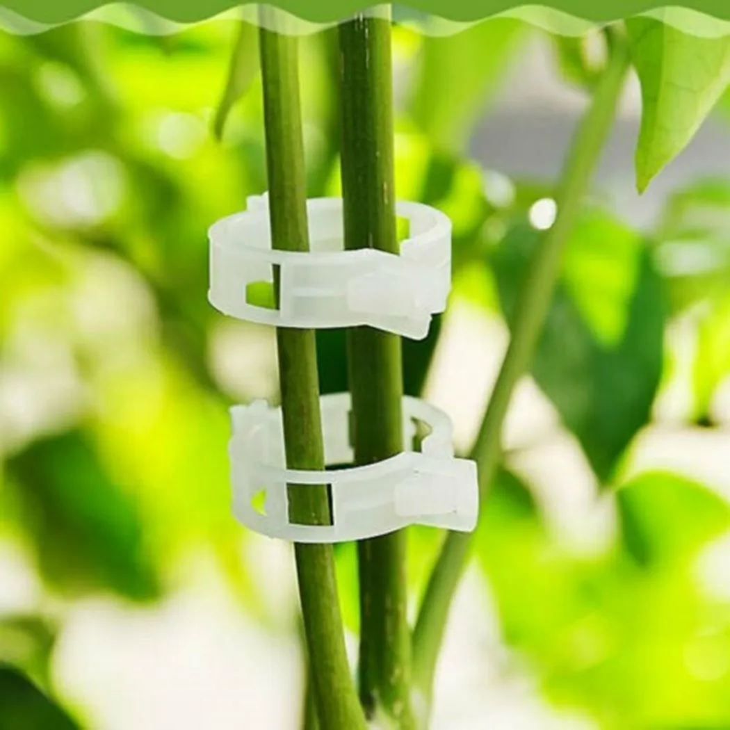 100Pcs Tomato Veggie Greenhouse Garden Plant Vine Fixed Support Clips For Grafting Eggplant, Watermelon, Fruits And Vegetables
100Pcs Tomato Veggie Greenhouse Garden Plant Vine Fixed Support Clips For Grafting Eggplant, Watermelon, Fruits And Vegetables