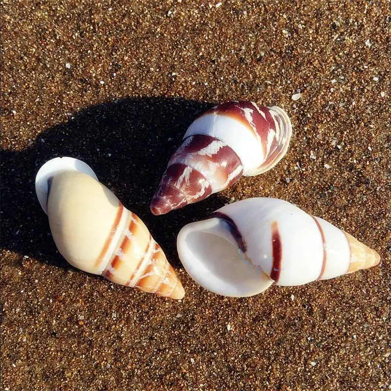 10pcs natural conch shell snail aquarium 3-5CM rare color Decoration DIY specimen collection
10pcs natural conch shell snail aquarium 3-5CM rare color Decoration DIY specimen collection